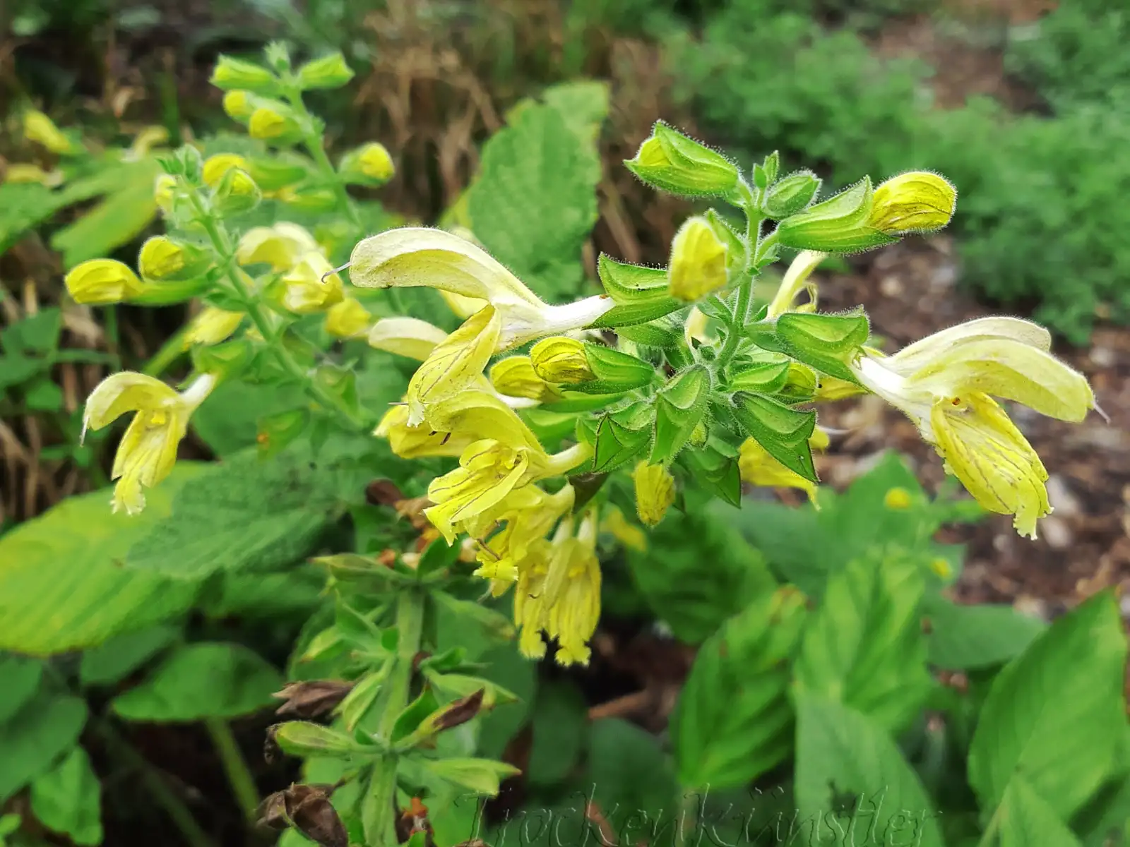Stauden / Gehölz: Salvia glutinosa ‣ ‣ ‣ ‣ ‣ ‣ Waldsalbei - Jupiter