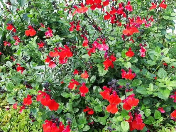 Stauden / Gehölz: Salvia greggii