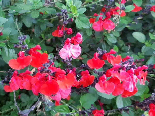 Stauden / Gehölz: Salvia greggii 