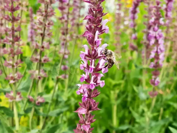 Stauden / Gehölz: Salvia nemorosa