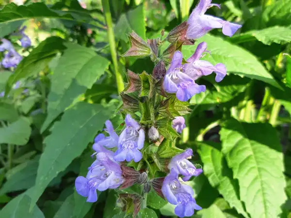 Stauden / Gehölz: Salvia officinalis 