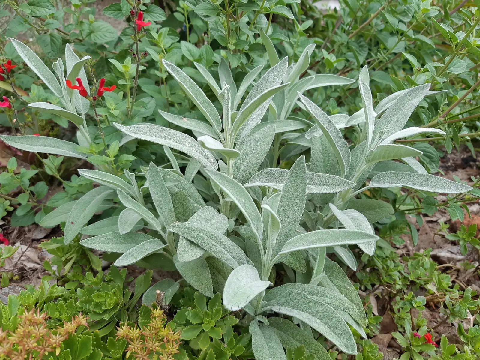 Stauden / Gehölz: Salvia officinalis