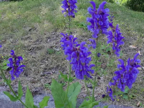 Stauden / Gehölz: Salvia pratensis ‣ ‣ ‣ ‣ Wiesensalbei ‣ Meadow clary