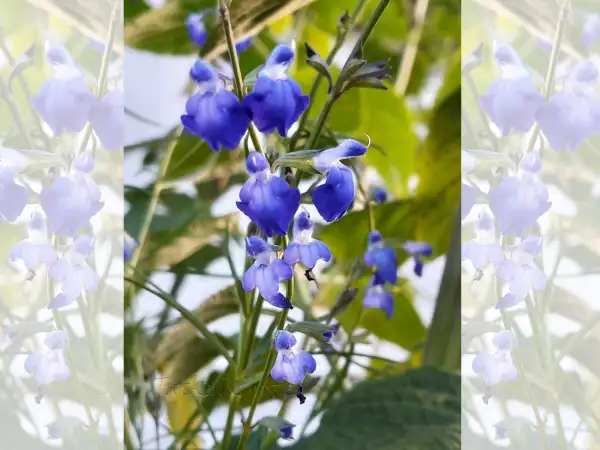 Stauden / Gehölz: Salvia reptans