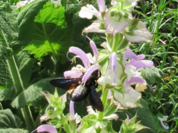 Blumen: Salvia sclarea ‣ Muskateller Salbei ‣ Clary Sage