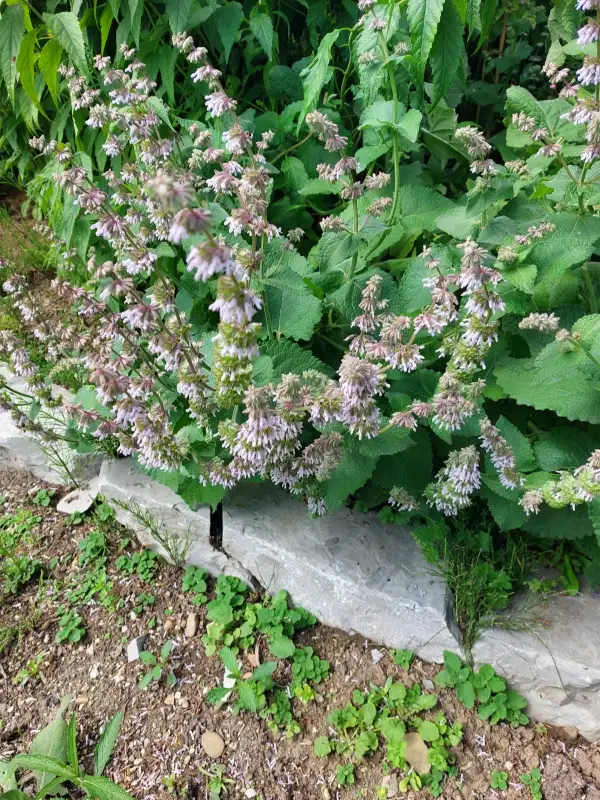 Blumen: Salvia verticilatta