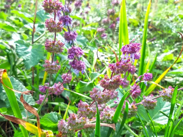 Stauden / Gehölz: Salvia verticillata 