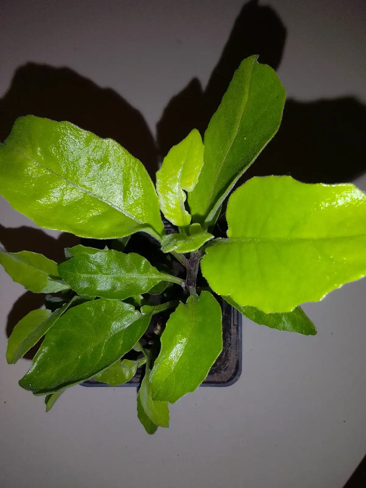 Kräuter: Sambung Nyawa (Pflanze)