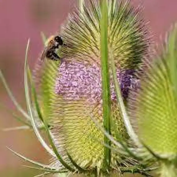 Blumen: Samen Wilde Karde