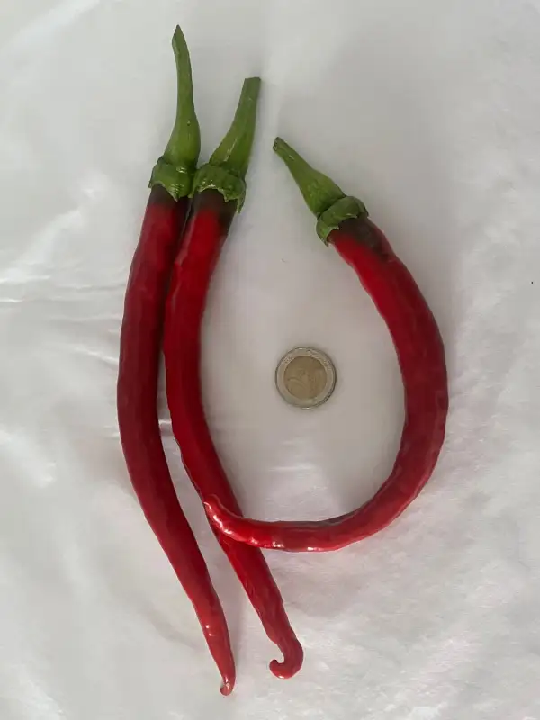 Chili / Paprika: San Felipe
