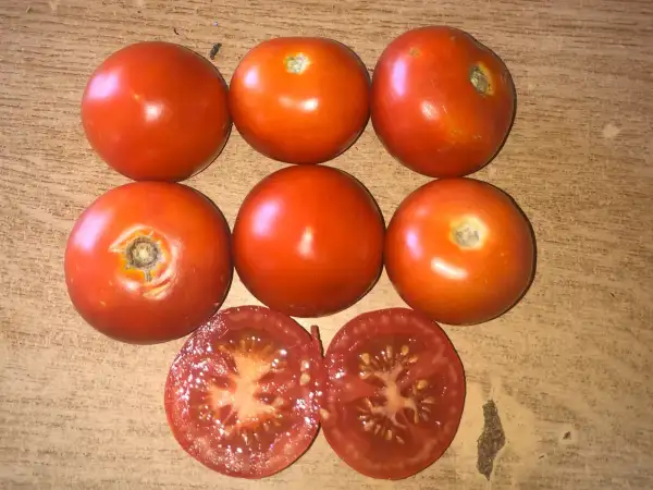 Tomaten: San Francisco Fog