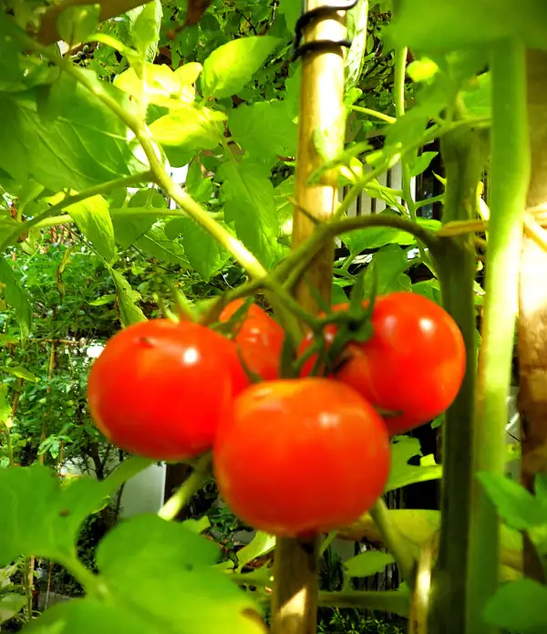 Tomaten: San Francisco Fog ( Kat# 2631 )