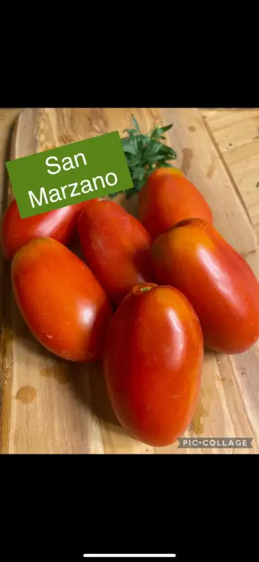 Tomaten: San Marzano