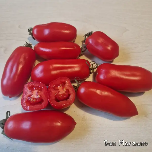 Tomaten: San Marzano