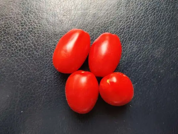 Tomaten: San Marzano 2