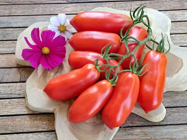 Tomaten: San Marzano 2