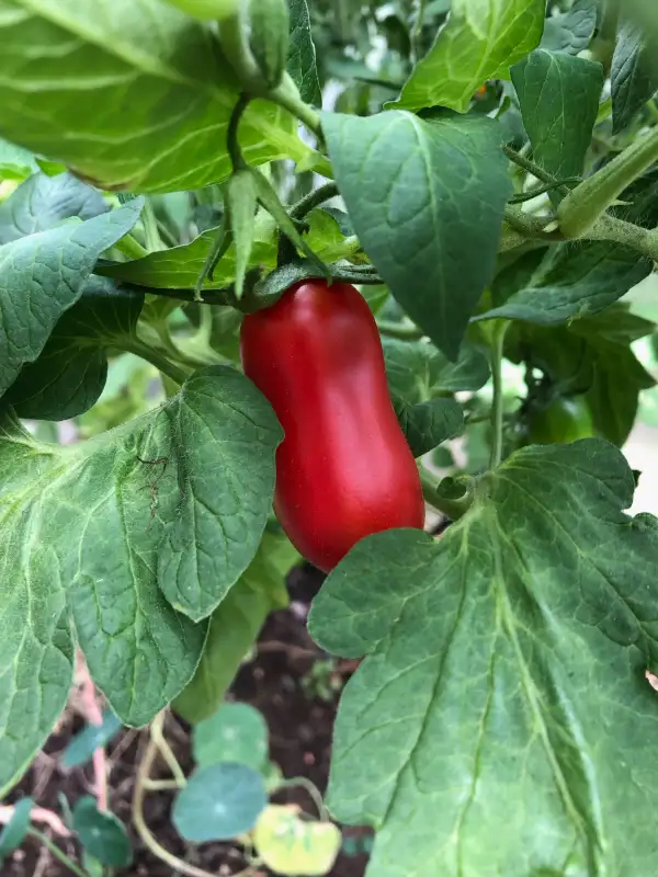 Tomaten: San Marzano
