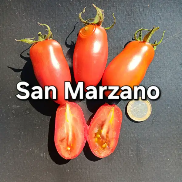 Tomaten: San Marzano