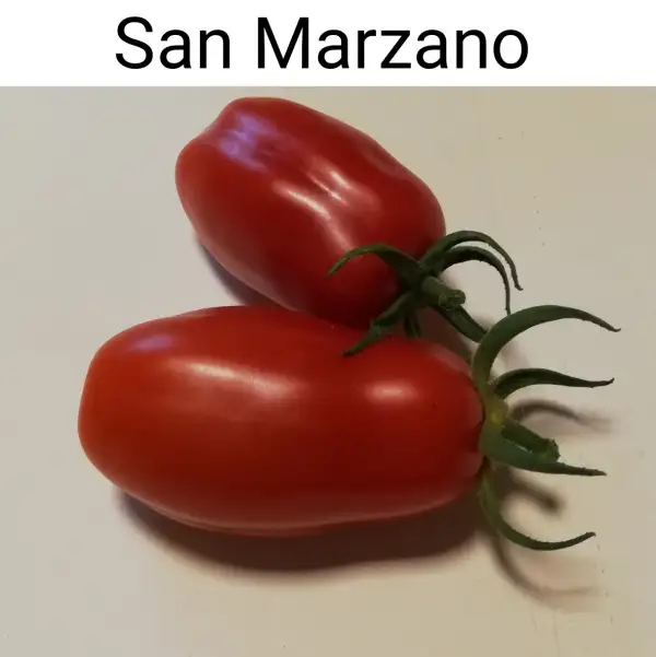 Tomaten: San Marzano