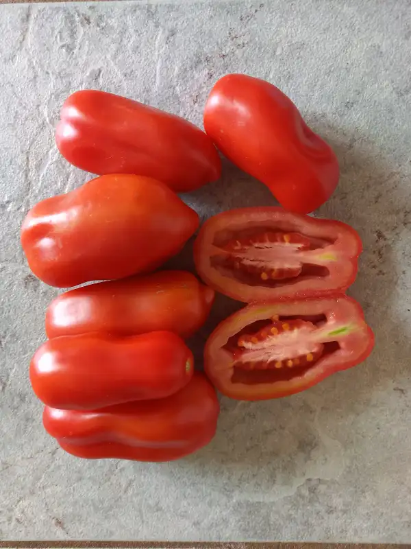 Tomaten: San Marzano