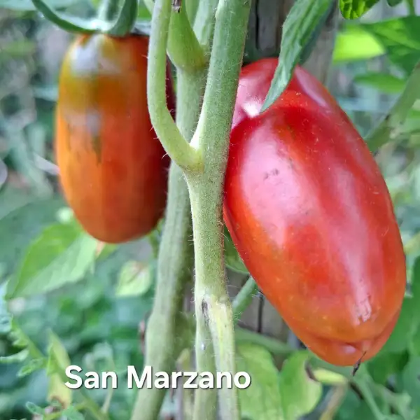 Tomaten: San Marzano