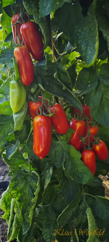 Tomaten: San Marzano