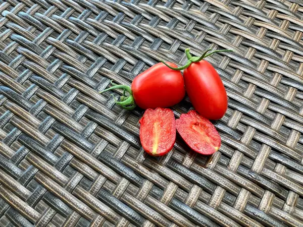 Tomaten: San Marzano 3