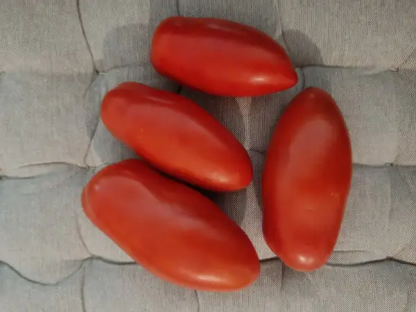Tomaten: San Marzano