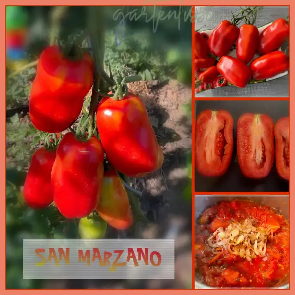 Tomaten: San Marzano