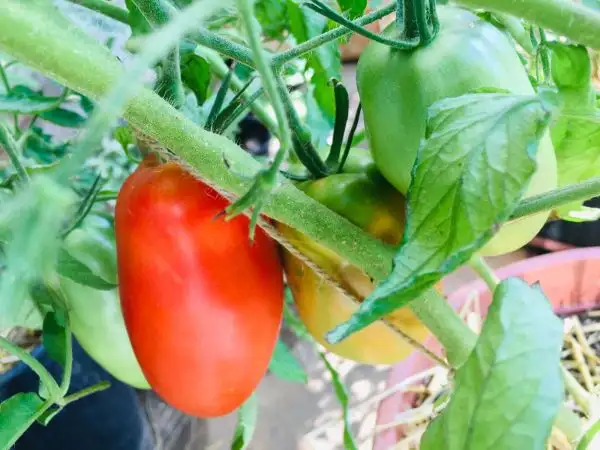 Tomaten: San Marzano