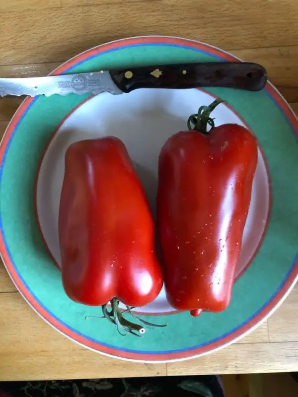 Tomaten: San Marzano