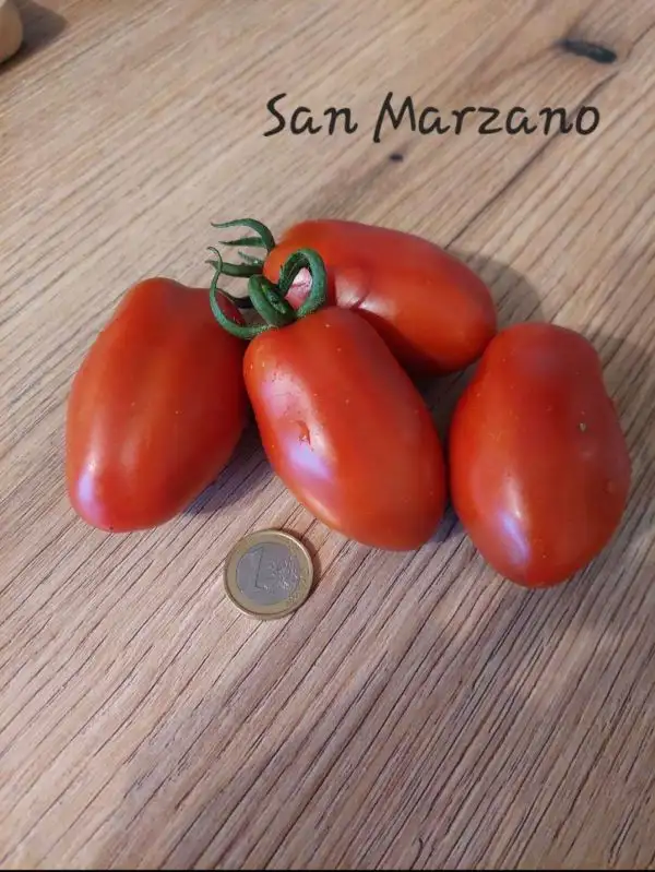 Tomaten: San Marzano