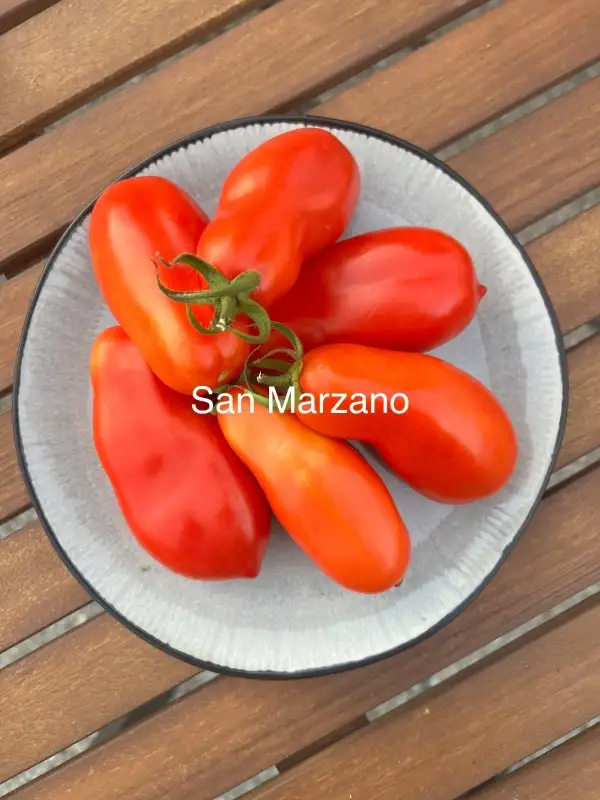 Tomaten: San Marzano