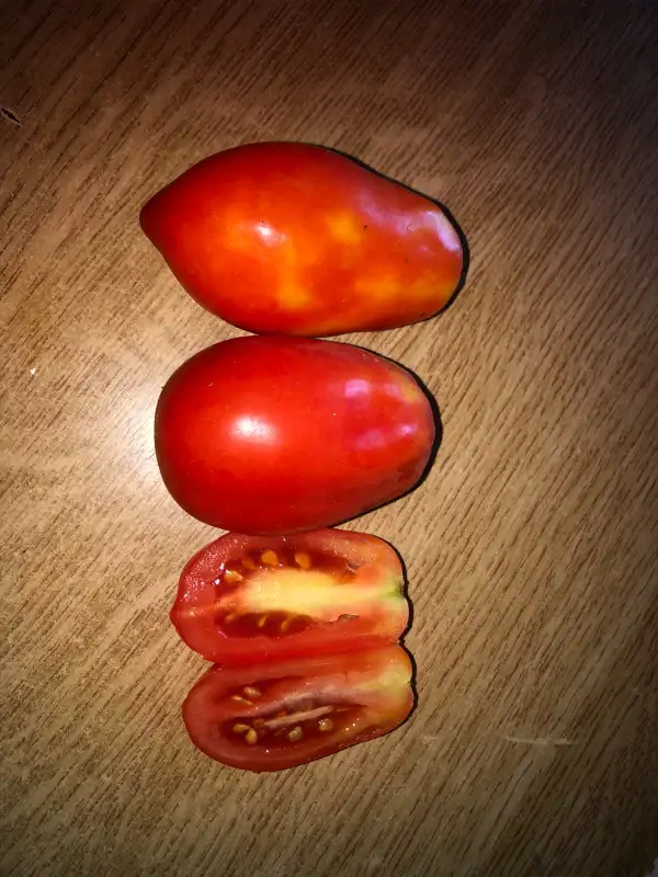 Tomaten: San Marzano Bush