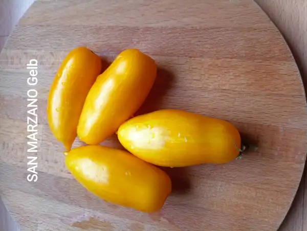 Tomaten: San Marzano gelb