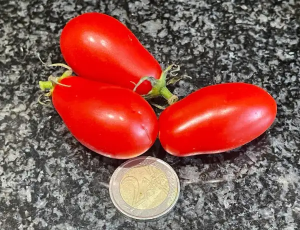 Tomaten: San Marzano Mini