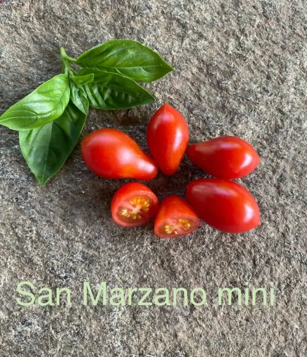 Tomaten: San Marzano Mini