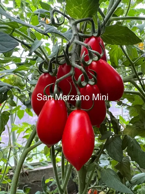 Tomaten: San Marzano Mini