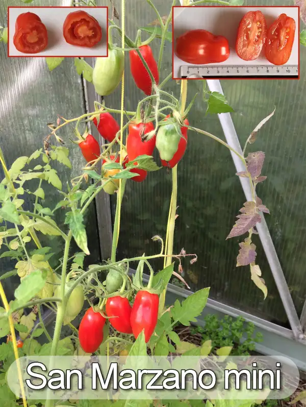 Tomaten: San Marzano Mini