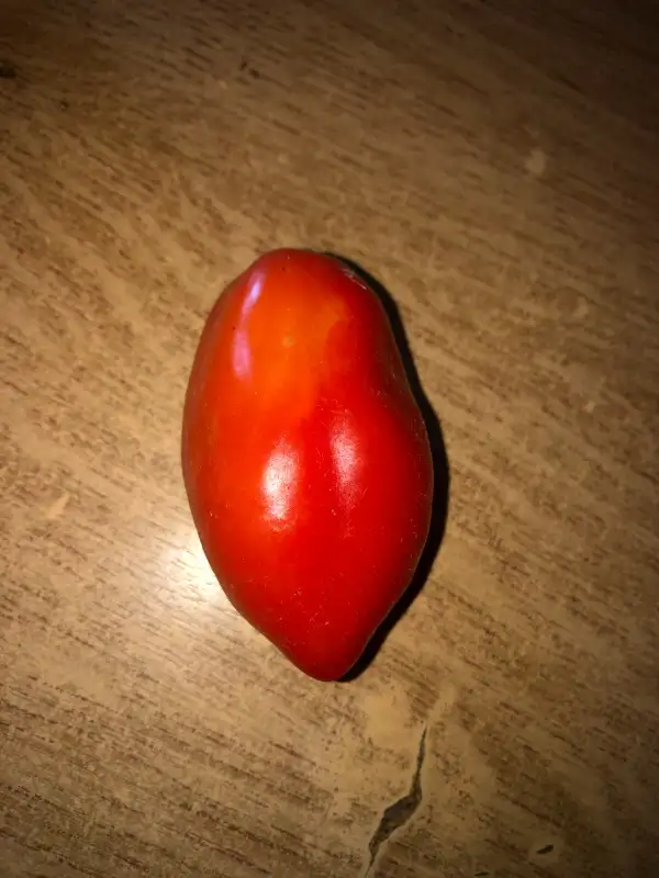 Tomaten: San Marzano Nano