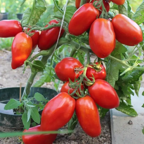 Tomaten: San Marzano Nano