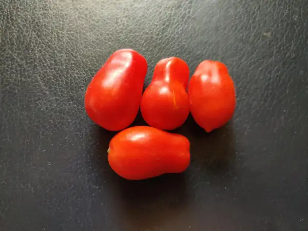 Tomaten: San Marzano Nano