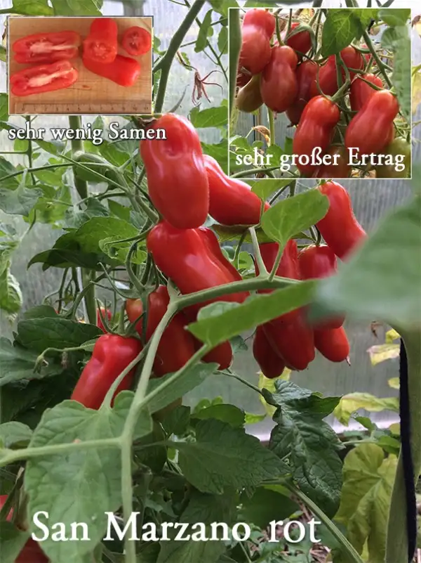 Tomaten: San Marzano (rot)