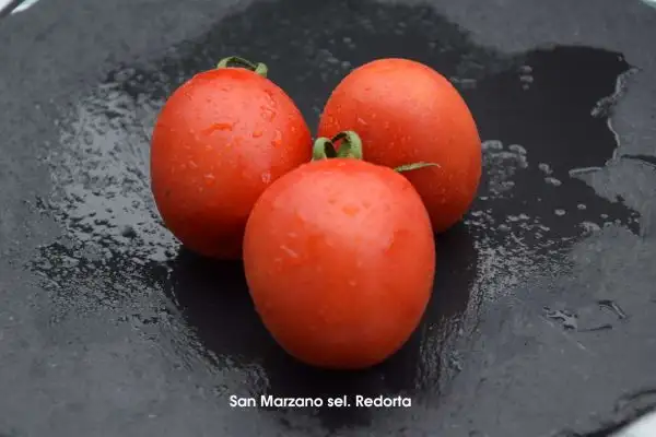 Tomaten: San Marzano sel. Redorta