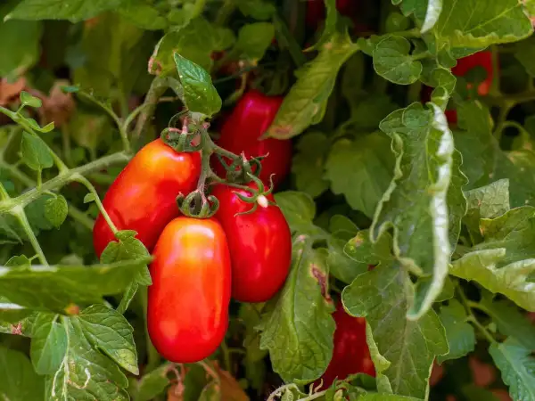 Tomaten: San Marzano2
