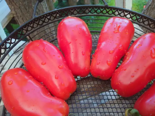 Tomaten: San Marzano2, „Königin der Soßentomaten“