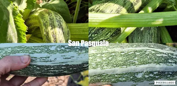 Zucchini: San Pasquale