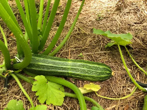 andere Gemüse: San Pasquale zucchini