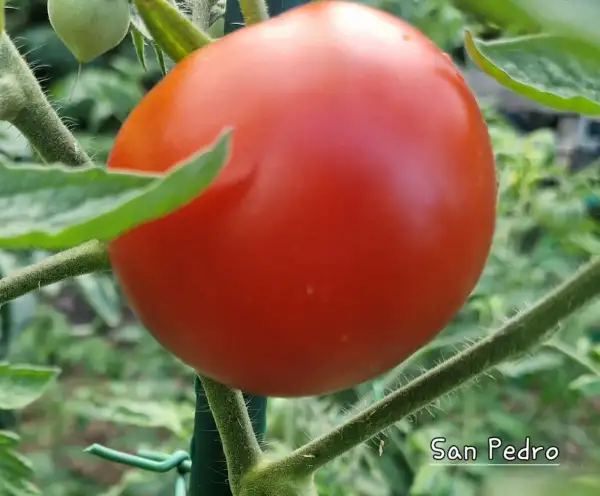 Tomaten: San Pedro