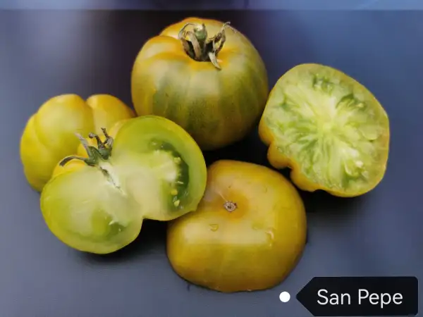 Tomaten: San Pepe